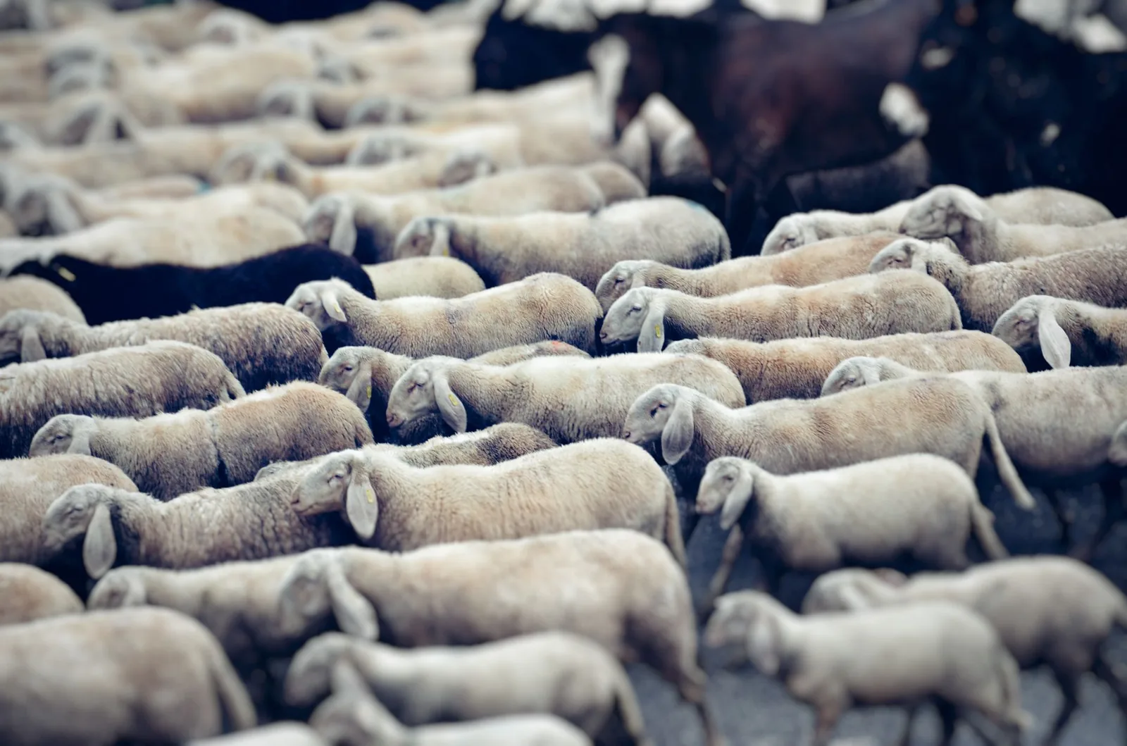 Troupeau de moutons serrés les uns contre les autres, comme sur les marchés aux bestiaux qui précèdent l'Aïd el-Kebir au Maroc