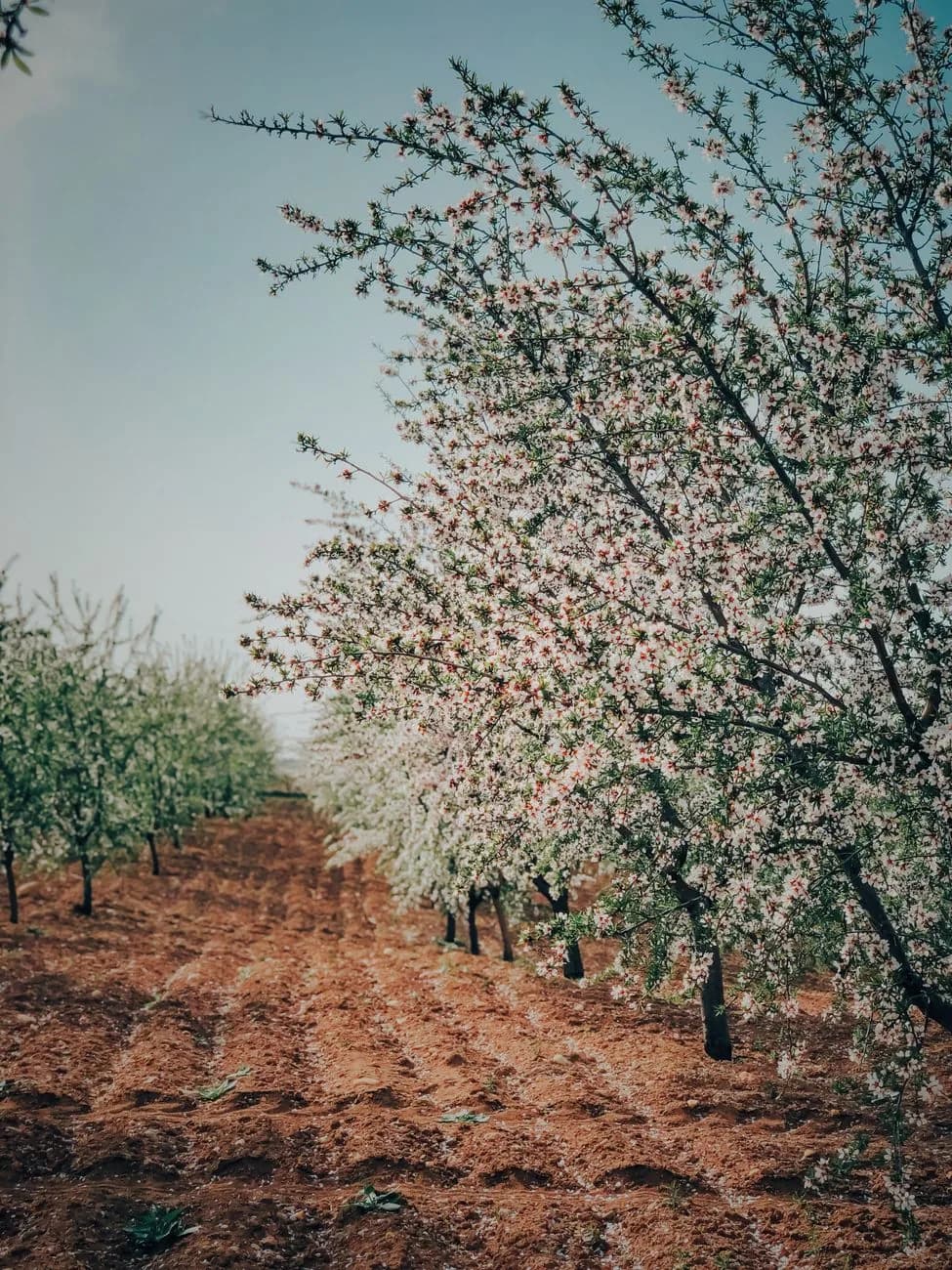 Verger d'amandiers en fleurs sur terre ocre, comme dans les vallées autour de Marrakech en février