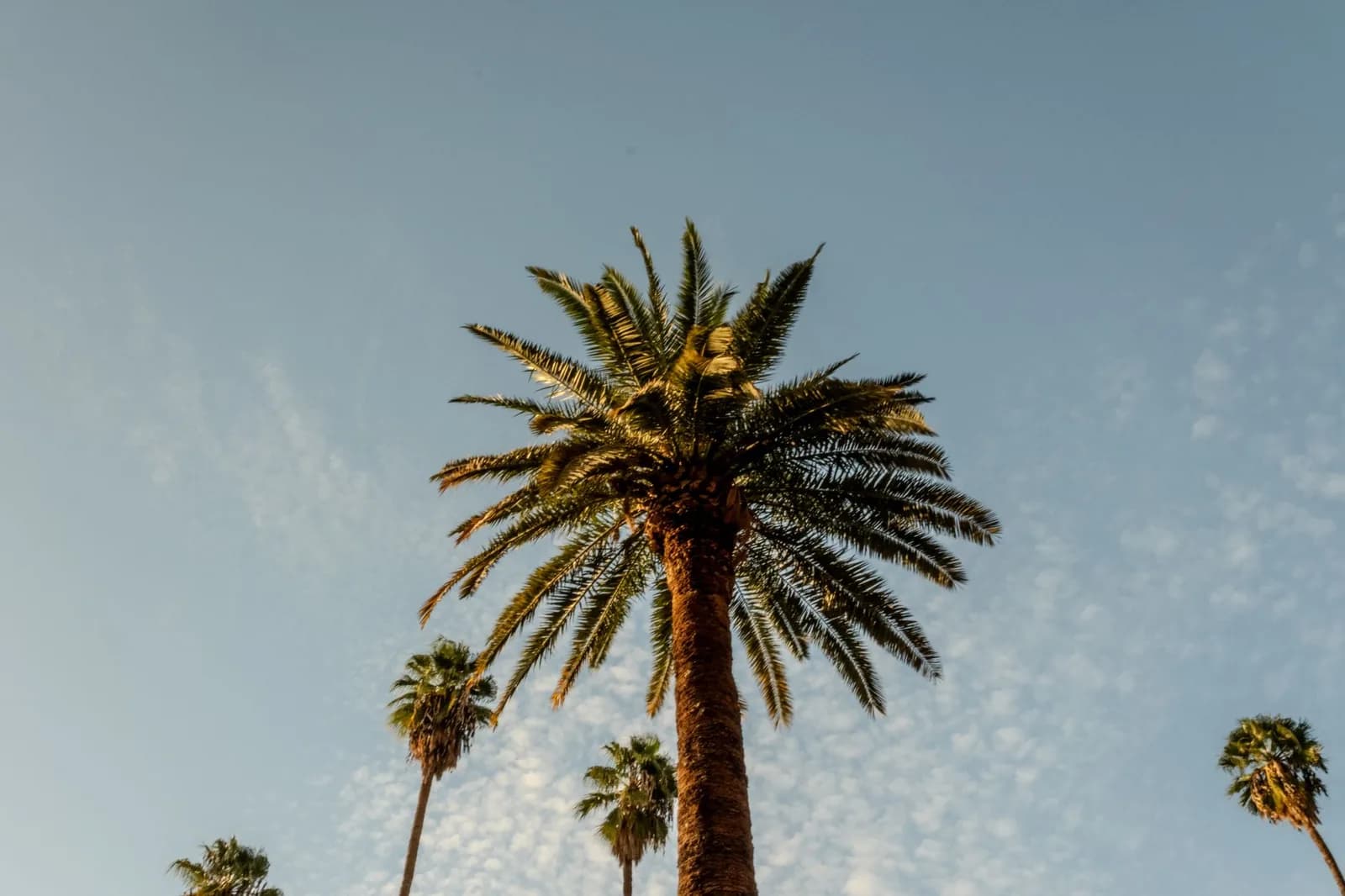 Palmiers de Marrakech se détachant sur un ciel dégagé pendant l'été