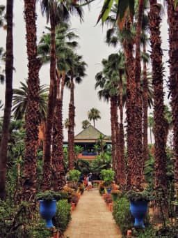 Allée de palmiers du Jardin Majorelle à Marrakech