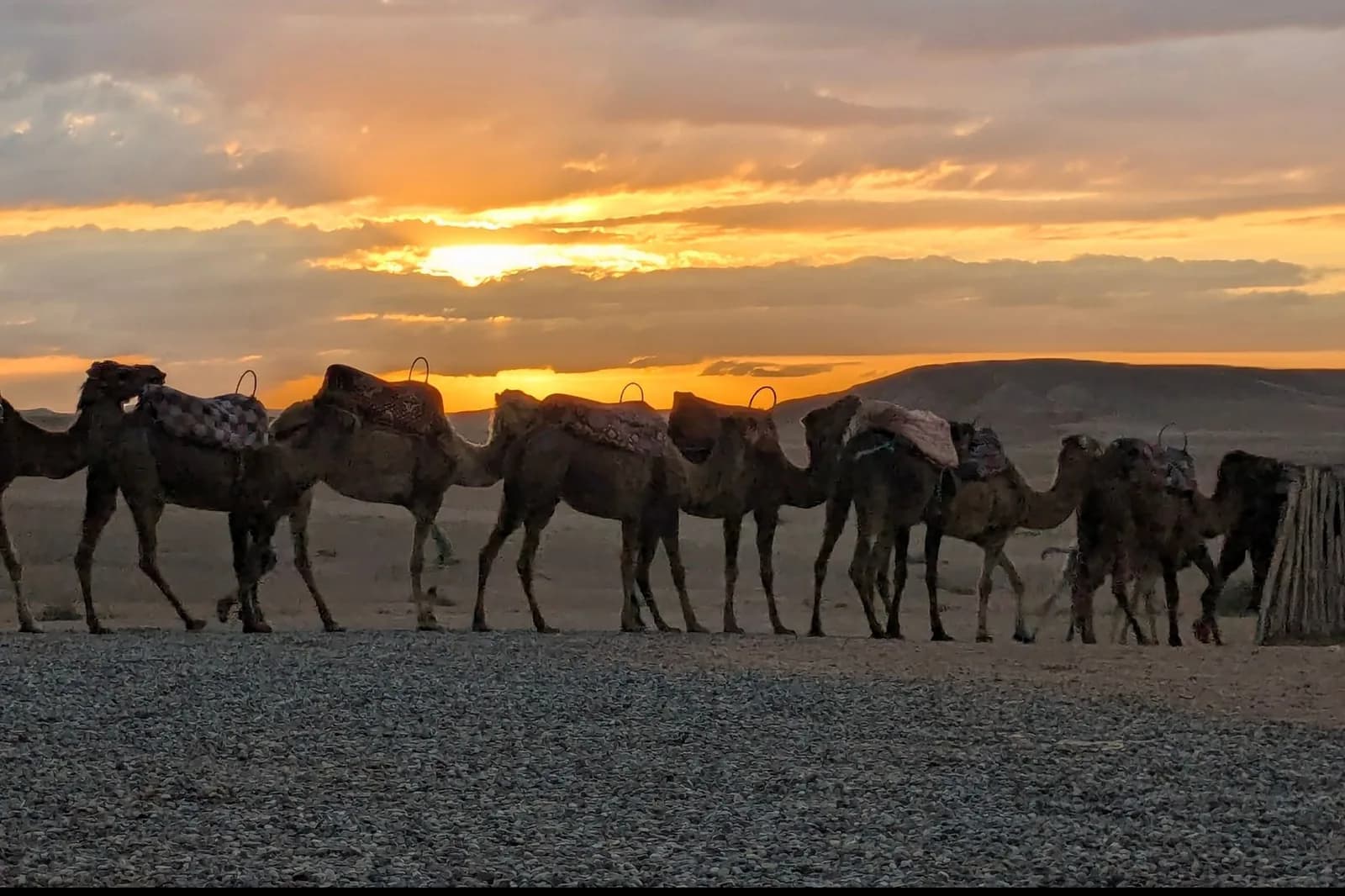 File de dromadaires bâtés se détachant sur un ciel de coucher de soleil orangé