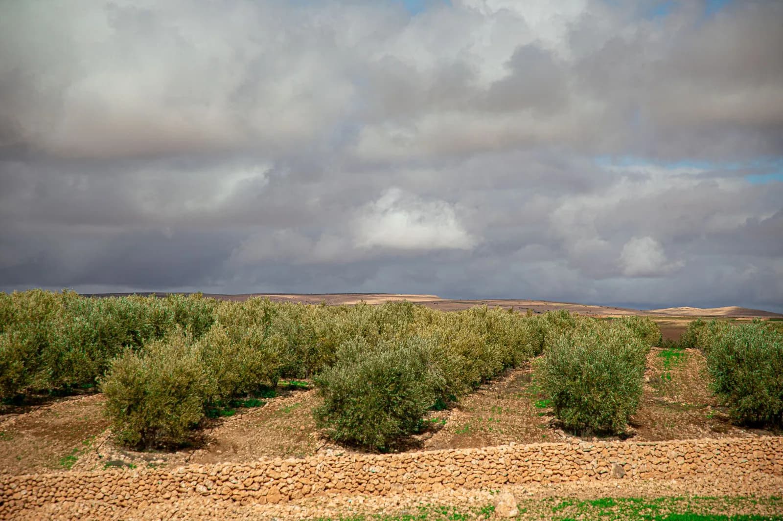 Oliveraie en terrasses dans la campagne marocaine, secteur agricole soumis au SMAG